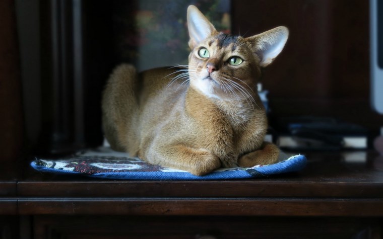 Абиссинская кошка