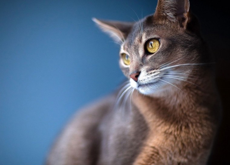 Эфиопская кошка абиссинец