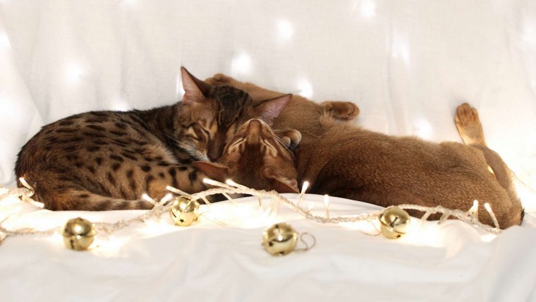 Самые красивые кошки