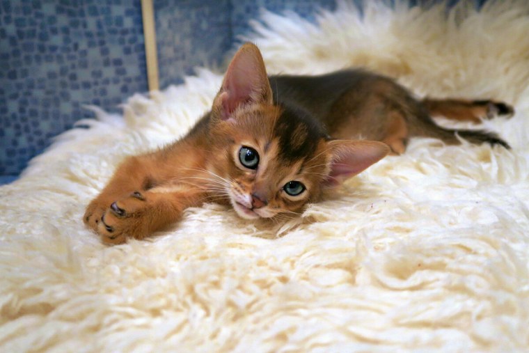 Абиссинская кошка лежит