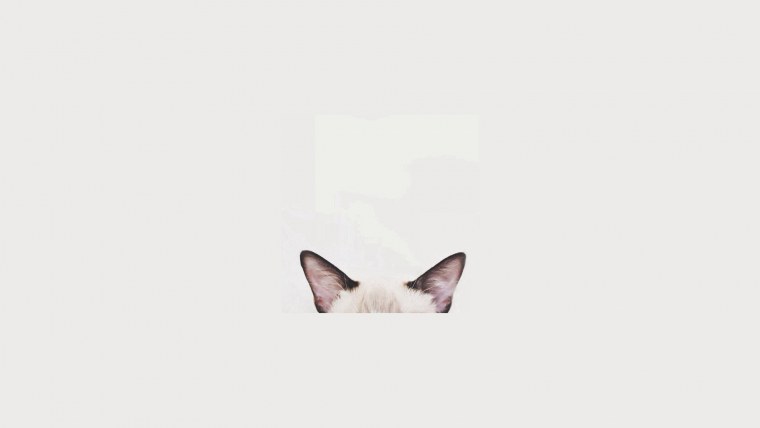 Кот выглядывает из-за угла