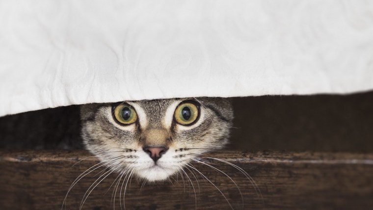 Котенок выглядывает