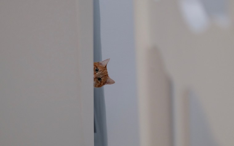 Котенок выглядывает из-за стола