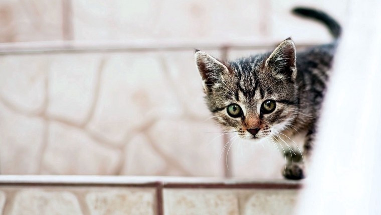 Коты на однотонном фоне