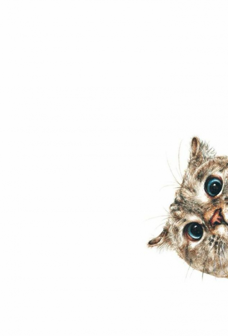 Забавные котята