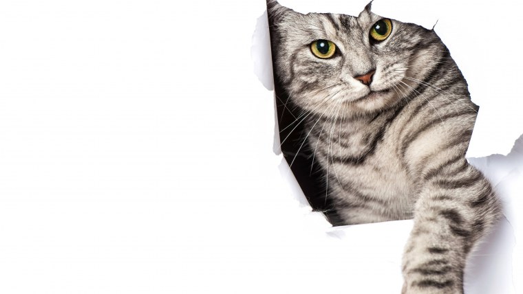 Котенок выглядывает из-за стола