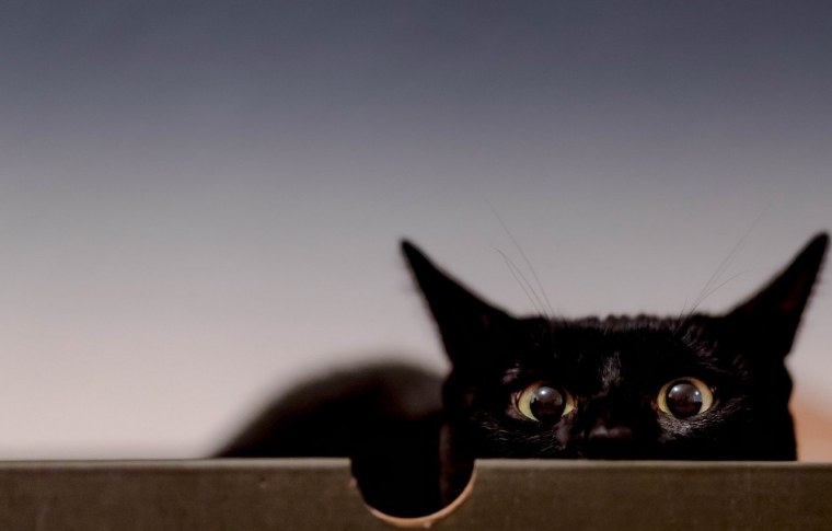 Кот выглядывает