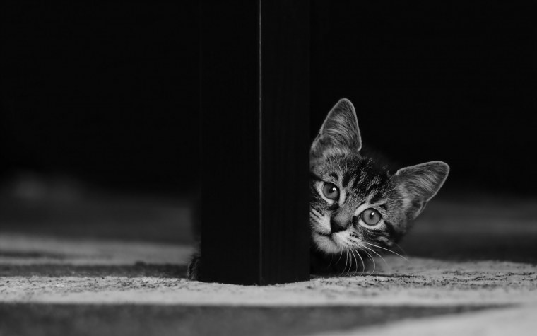 Котенок выглядывает