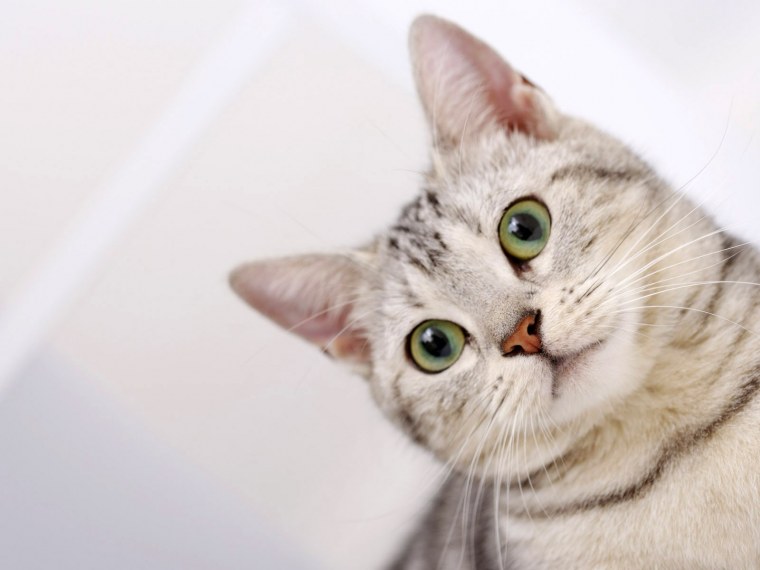 Коты на однотонном фоне