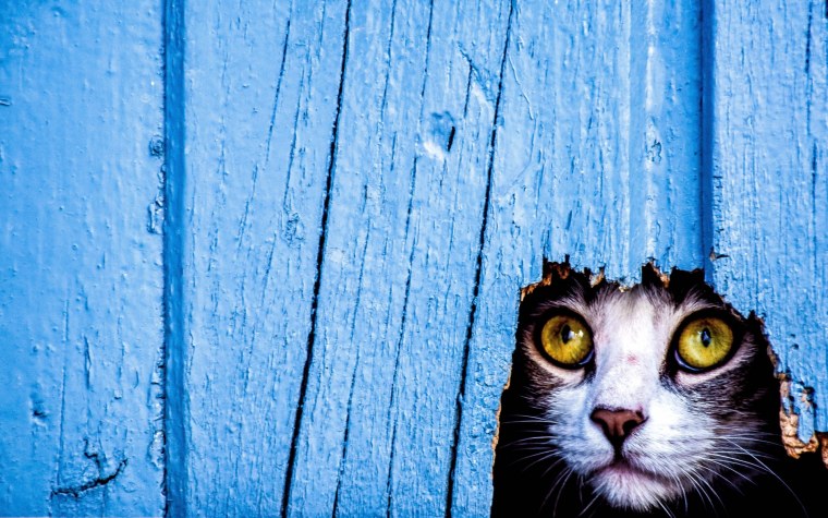 Кот выглядывает