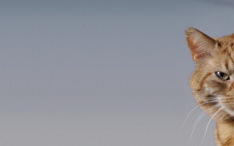 Кот выглядывает