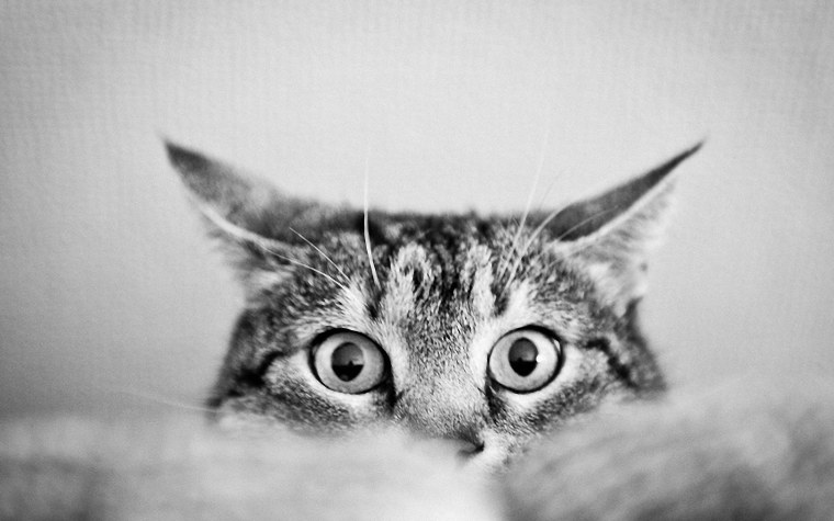 Сиамская кошка