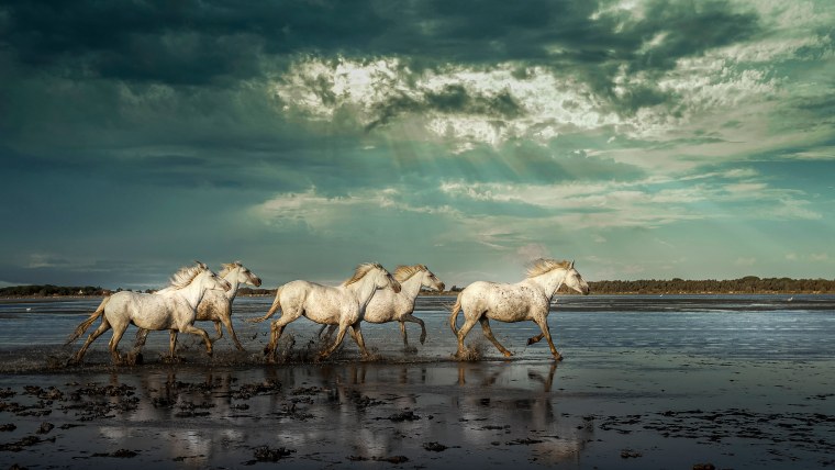 Обои на рабочий стол лошади