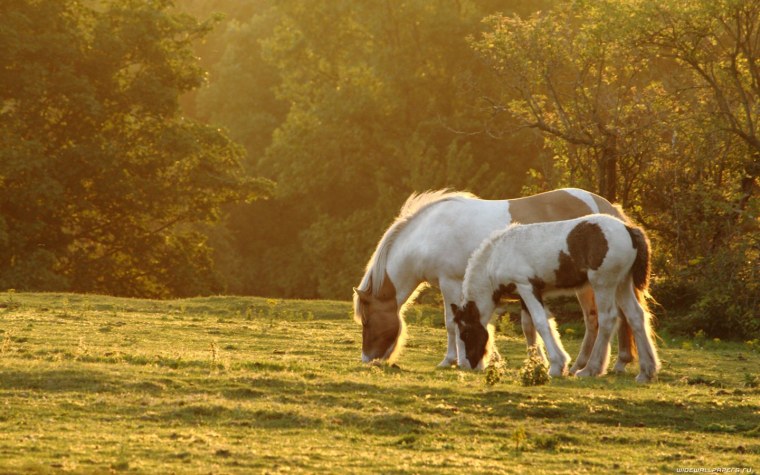 Вороной жеребец Мустанг