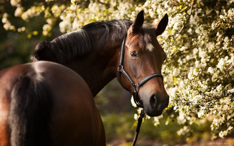 Лошади на рабочий стол
