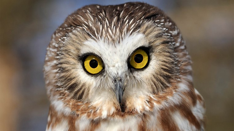 Аватарка Сова