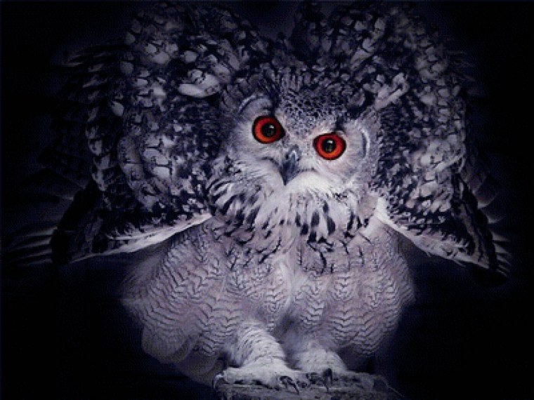 Мрачная Сова