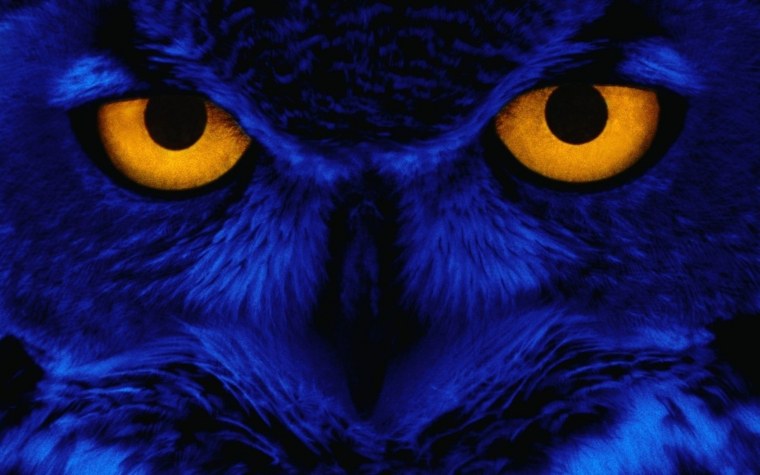 Сова на синем фоне