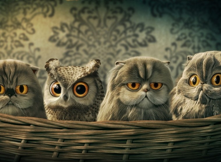Коты и Совы