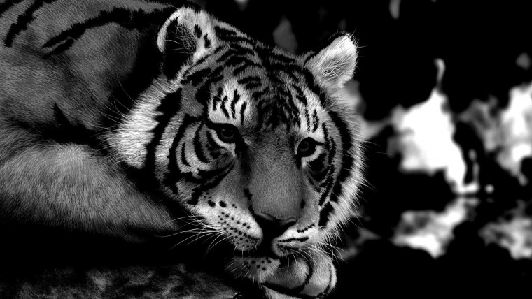 Тигр на черном фоне