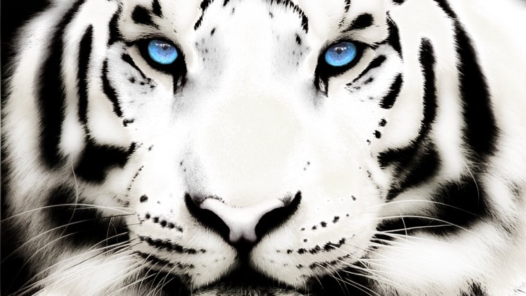 Тигр в профиль