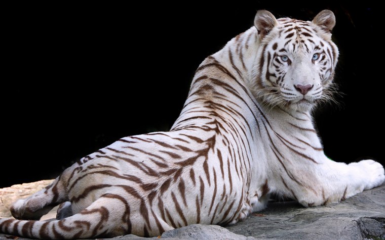 Тигр гравировка