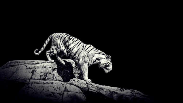 Чёрный тигр с белыми полосками