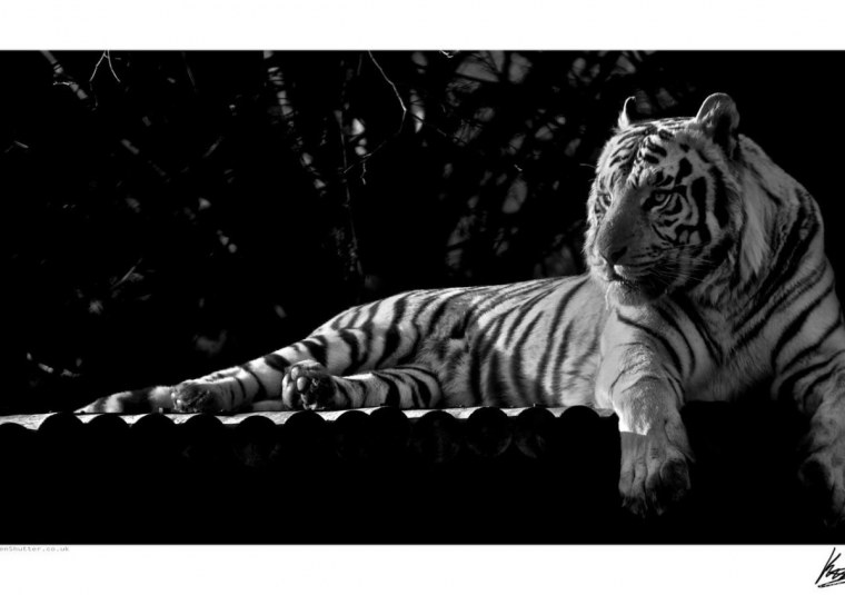 Тигр черно белый с голубыми глазами