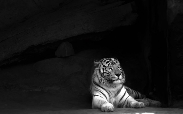 Тигр черно белый