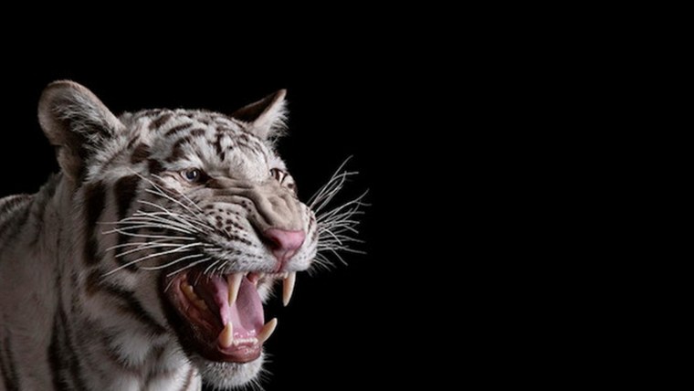 Тигр с голубыми глазами на черном фоне