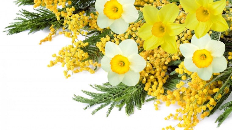 Тюльпаны нарциссы и мимозы