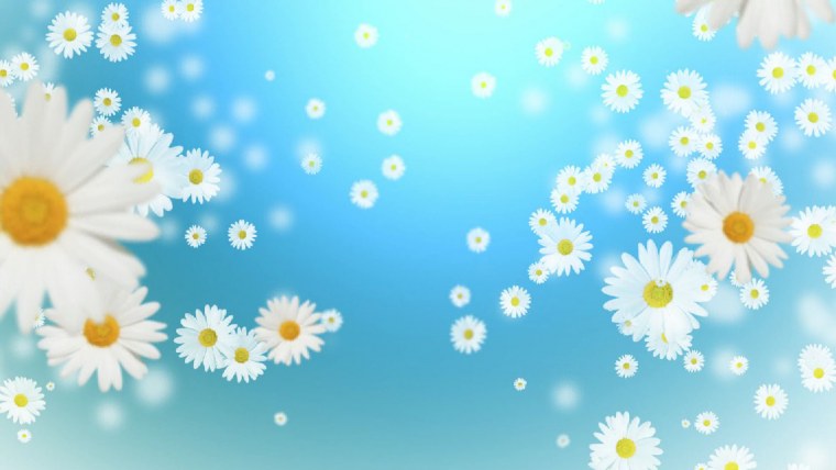 Фон ромашки
