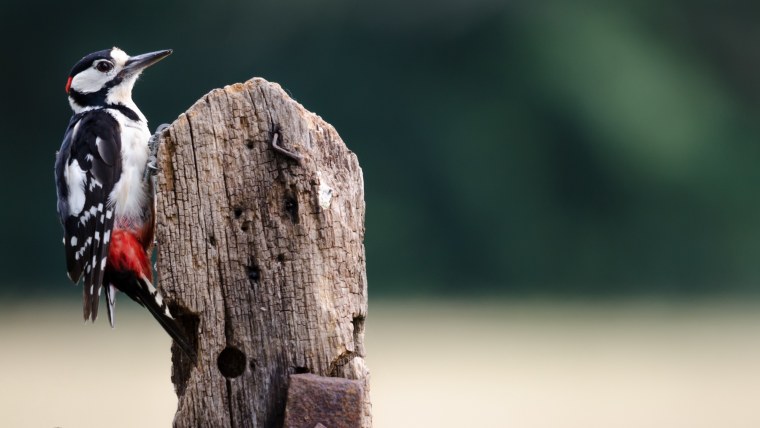 Птицы зимой