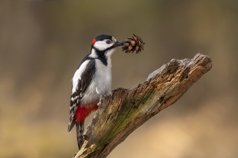 Большой пёстрый дятел фото