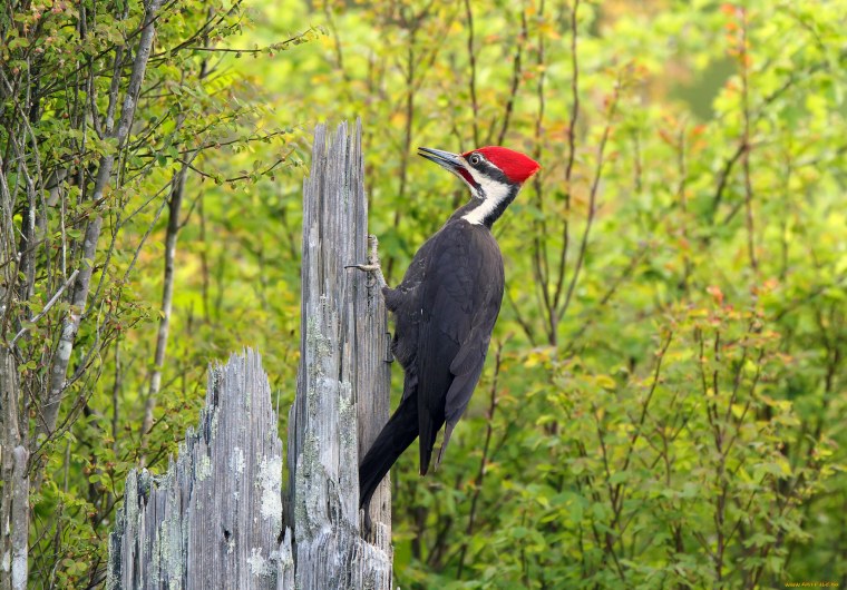Лесные птицы дятел