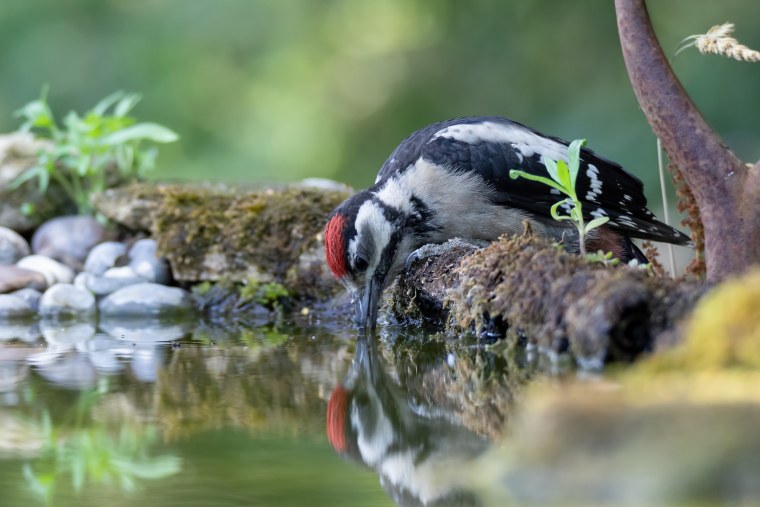 Дятел Вуди на аву