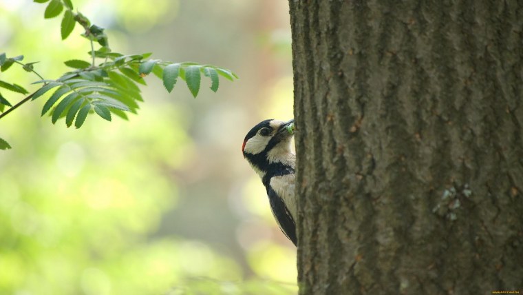 Дятел на ветке