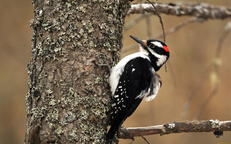 Дятел Желна