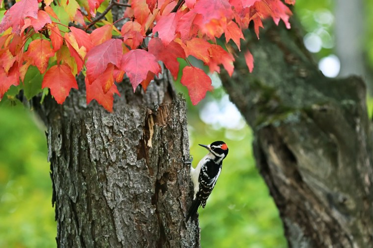Черногорлый Королевский дятел