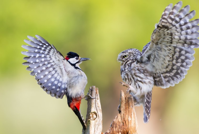 Австралийская дятлообразная птица