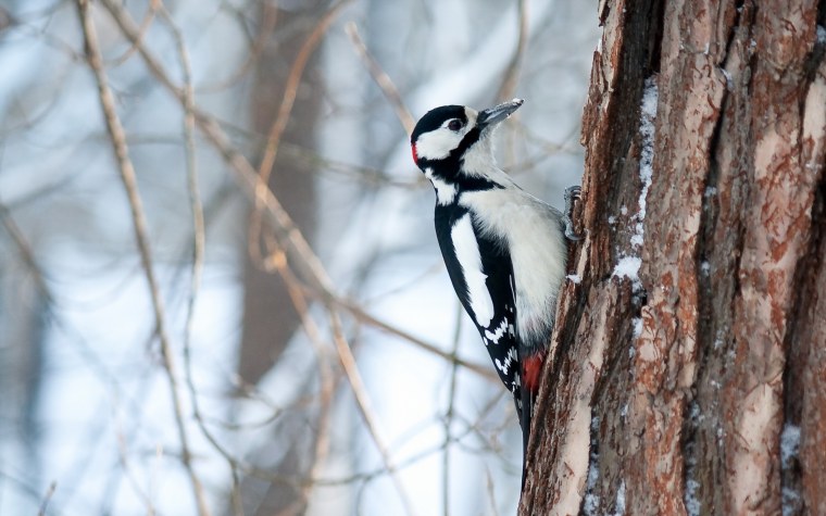 Дятел Желна