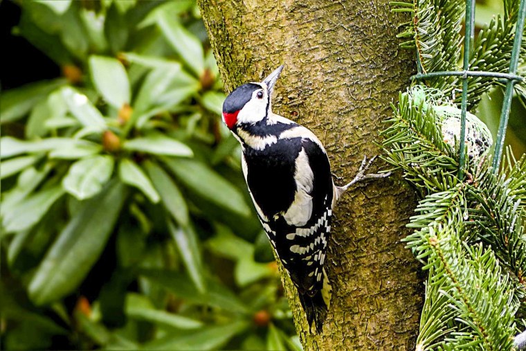Городские птицы
