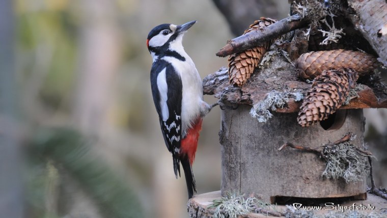 Обои на рабочий стол дятел