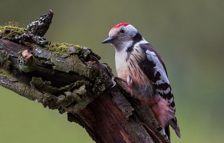 Синица и дятел