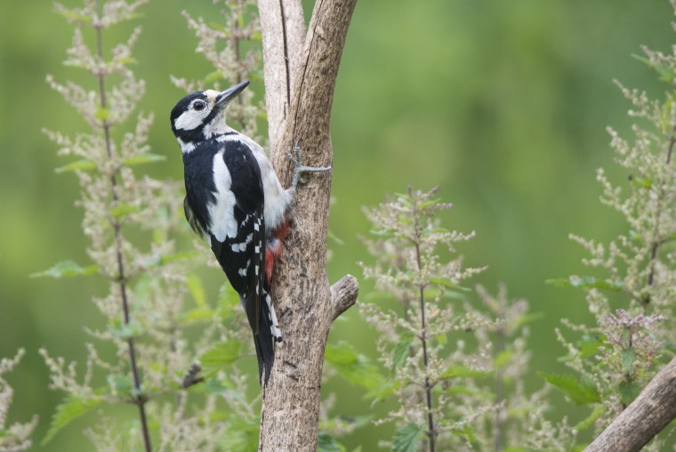 Красивые Лесные птицы