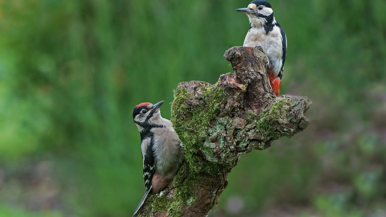 Дятел весной