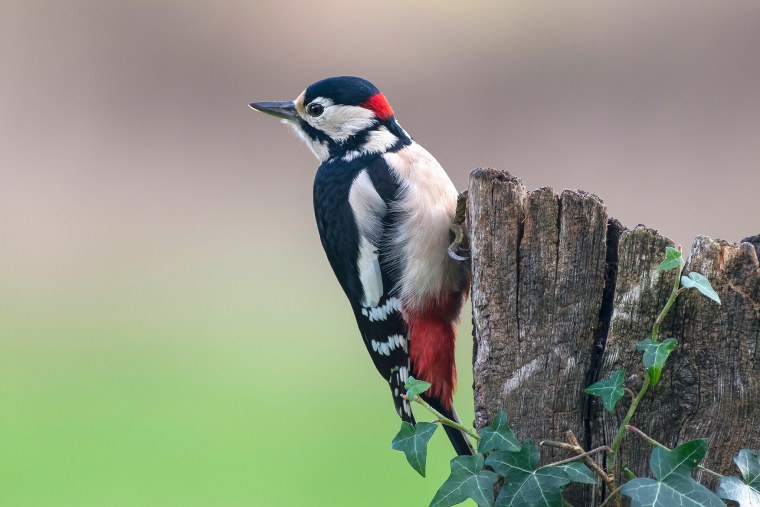 Дятел на дереве зимой