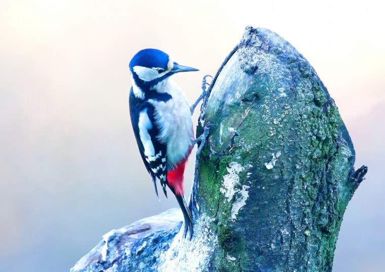 Дятел сидит на ветке