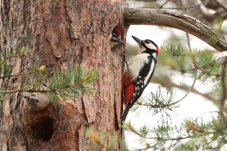 Трехпалый дятел в Якутии фото