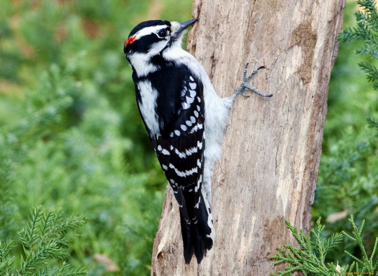 Осень птицы